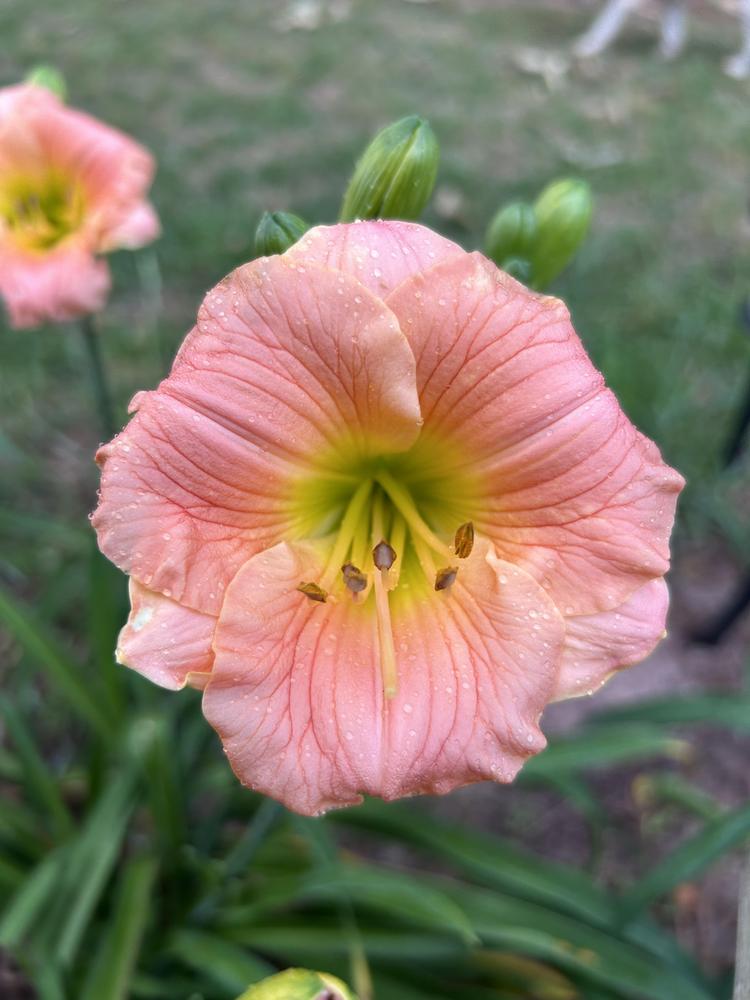 Photo of Daylily (Hemerocallis 'Pink Puff') uploaded by mariemoye