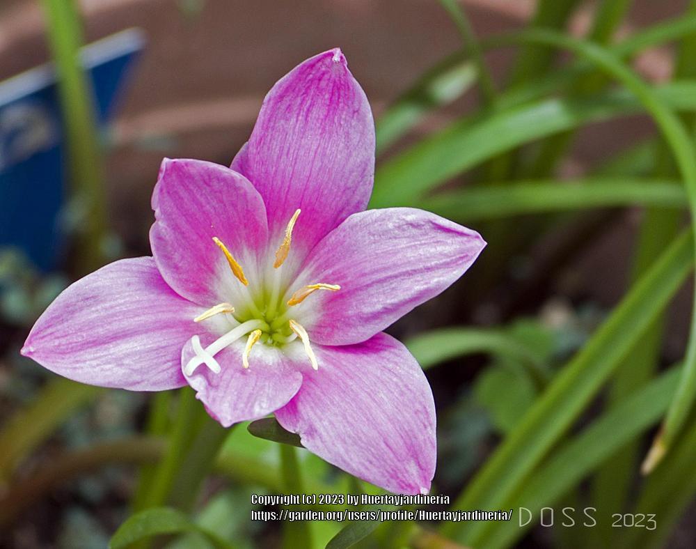 Photo of Zephyr Lily (Zephyranthes rosea) uploaded by Huertayjardineria