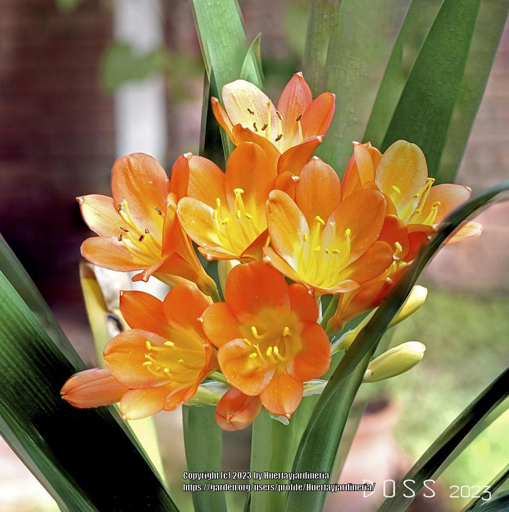 Photo of Fire Lily (Clivia miniata) uploaded by Huertayjardineria