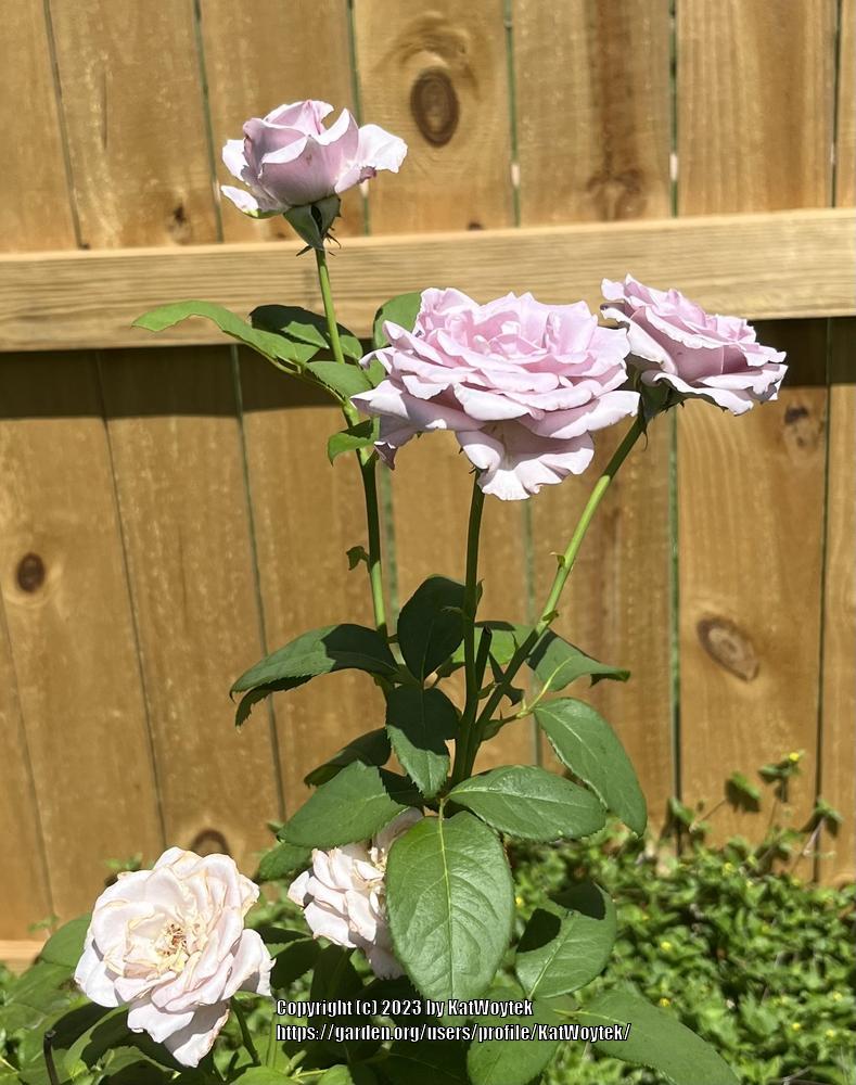 Photo of Rose (Rosa 'Neptune') uploaded by KatWoytek