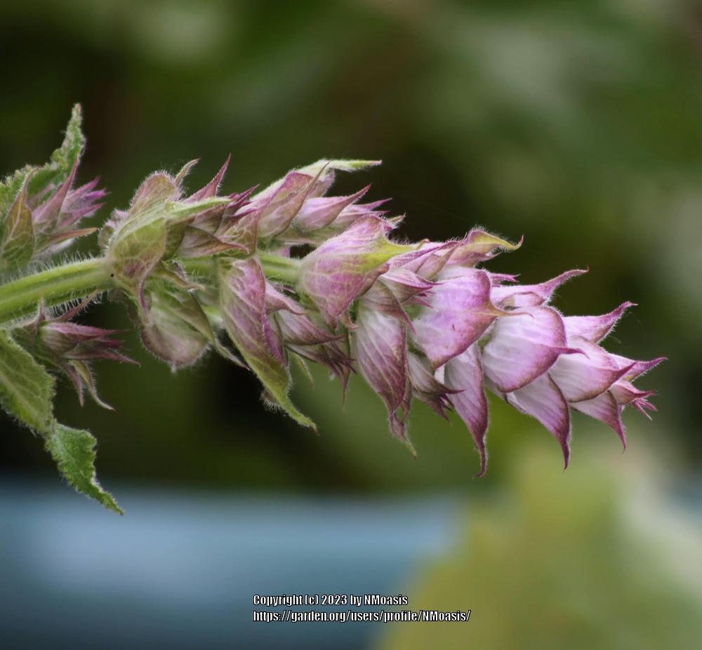Photo of Clary Sage (Salvia sclarea 'Piemont') uploaded by NMoasis