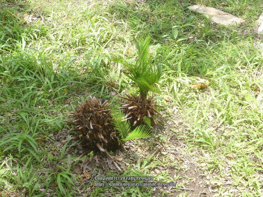 Photo of Sago Palm (Cycas revoluta) uploaded by Peggy8b