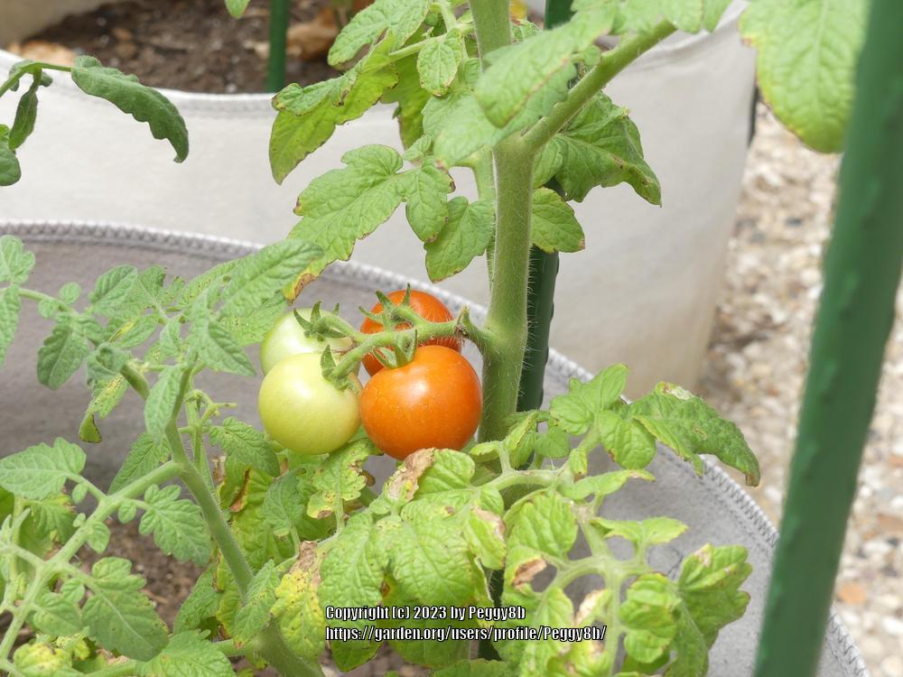 Photo of Tomato (Solanum lycopersicum 'Husky Cherry Red') uploaded by Peggy8b