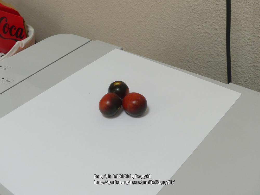 Photo of Tomato (Solanum lycopersicum 'Midnight Snack') uploaded by Peggy8b