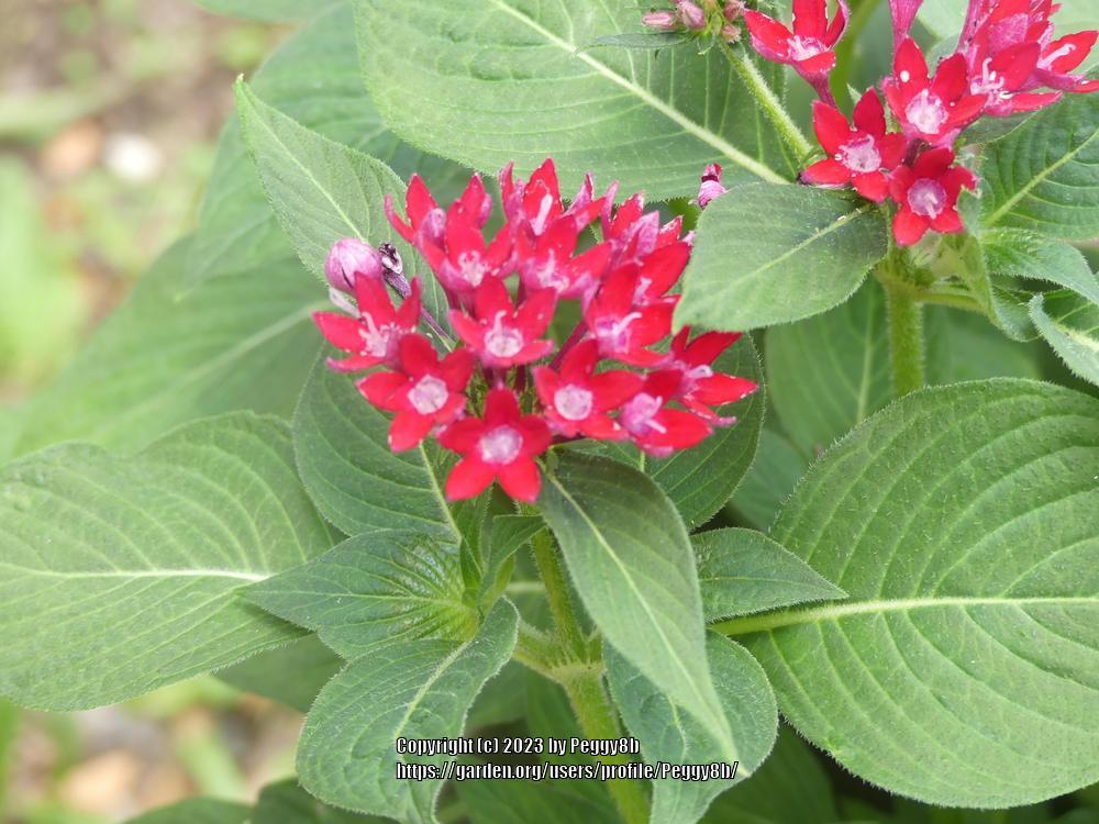 Photo of Egyptian Star Cluster (Pentas lanceolata Starcluster™ Red) uploaded by Peggy8b