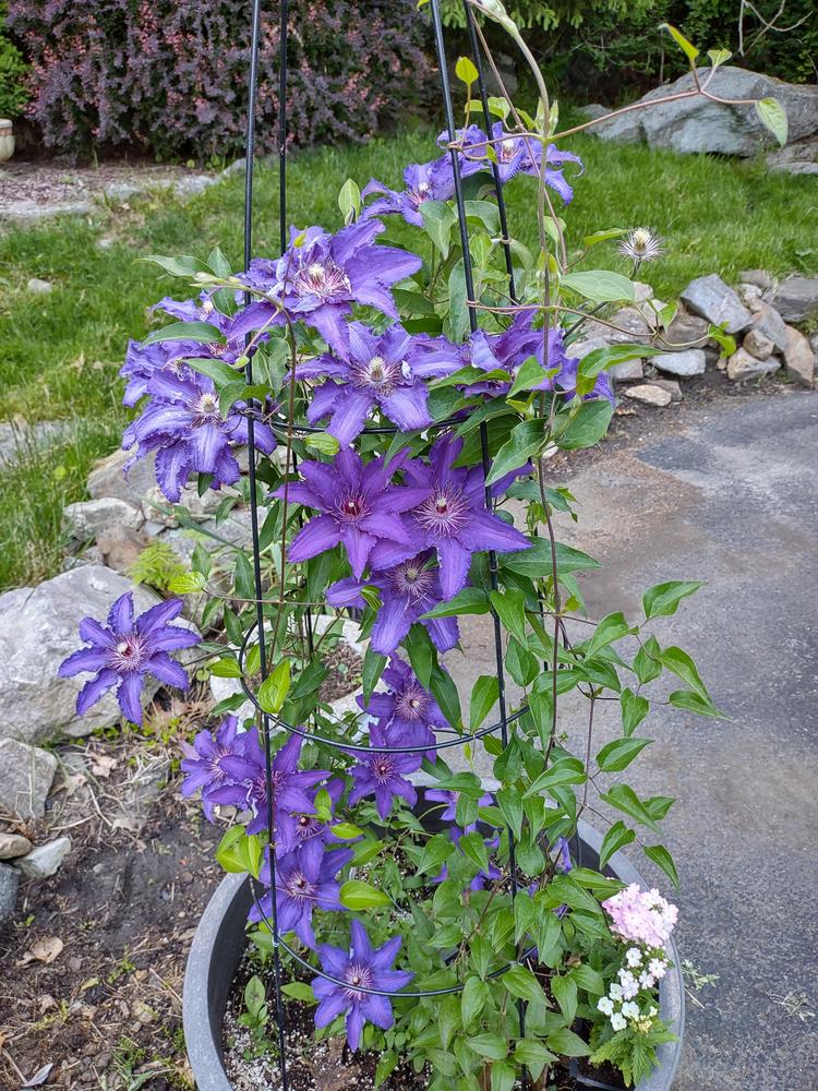 Photo of Clematis Marie Louise Jensen™ uploaded by myflightcn