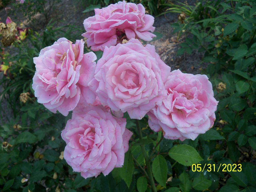 Photo of Rose (Rosa 'Belinda's Dream') uploaded by Avedon