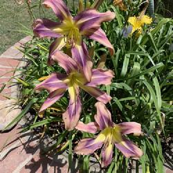 Location: My garden in Bakersfield, CA
Date: 2023-06-11