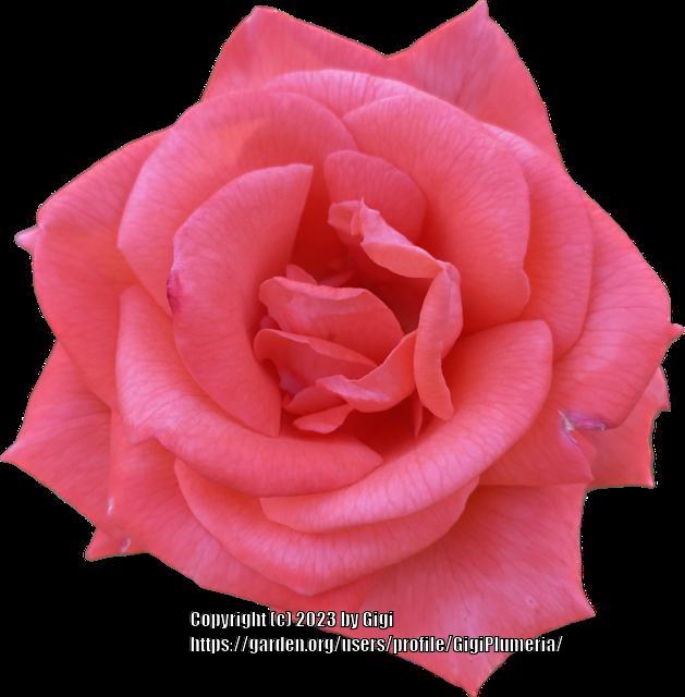 Photo of Rose (Rosa 'Tropicana') uploaded by GigiPlumeria