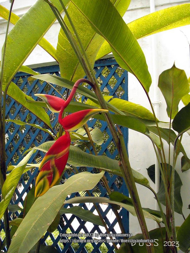 Photo of Macaw Flower (Heliconia bihai) uploaded by Huertayjardineria