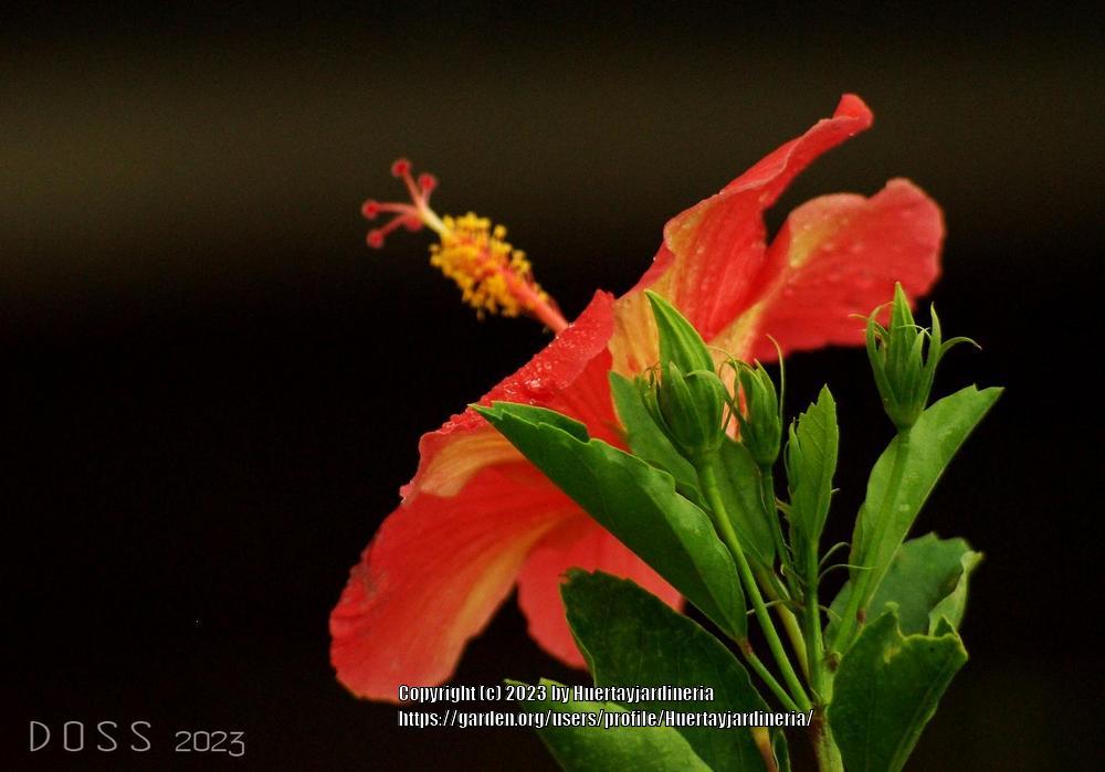Photo of Tropical Hibiscuses (Hibiscus rosa-sinensis) uploaded by Huertayjardineria