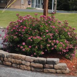 Location: Reading, Pennsylvania
Date: 2023-06-16
lone full-sized shrub in bloom