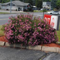 Location: Reading, Pennsylvania
Date: 2023-06-16
full-sized shrub in bloom