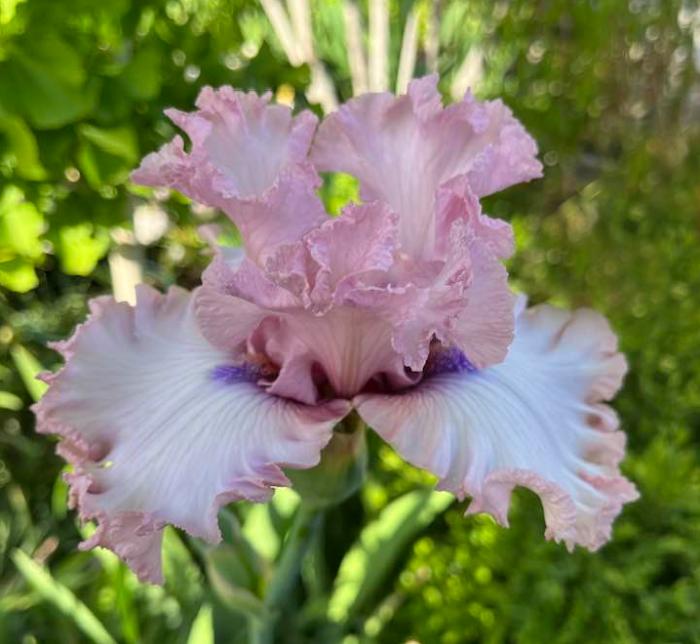 Photo of Tall Bearded Iris (Iris 'Don't Stop Believing') uploaded by MaryDurtschi