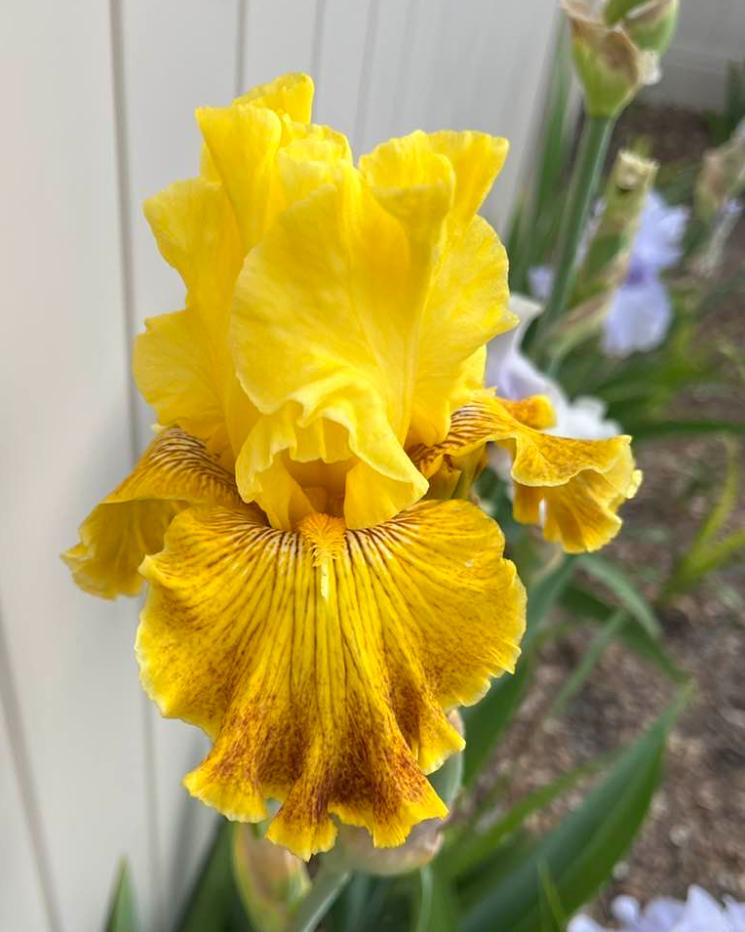 Photo of Tall Bearded Iris (Iris 'Bright Sunshiny Day') uploaded by MaryDurtschi