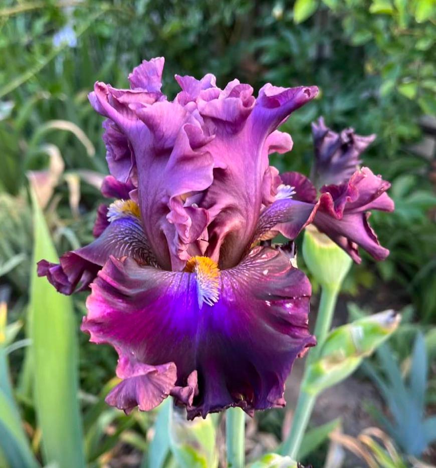 Photo of Tall Bearded Iris (Iris 'Electric Candy') uploaded by MaryDurtschi