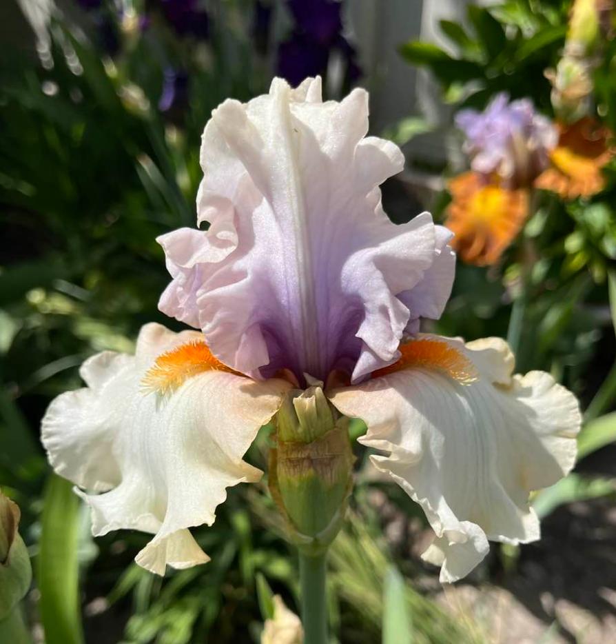 Photo of Tall Bearded Iris (Iris 'Opposing Forces') uploaded by MaryDurtschi