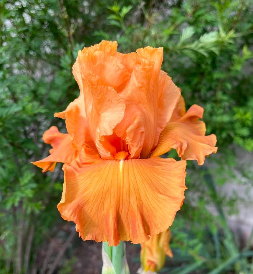Photo of Tall Bearded Iris (Iris 'Edgefield Glow') uploaded by MaryDurtschi