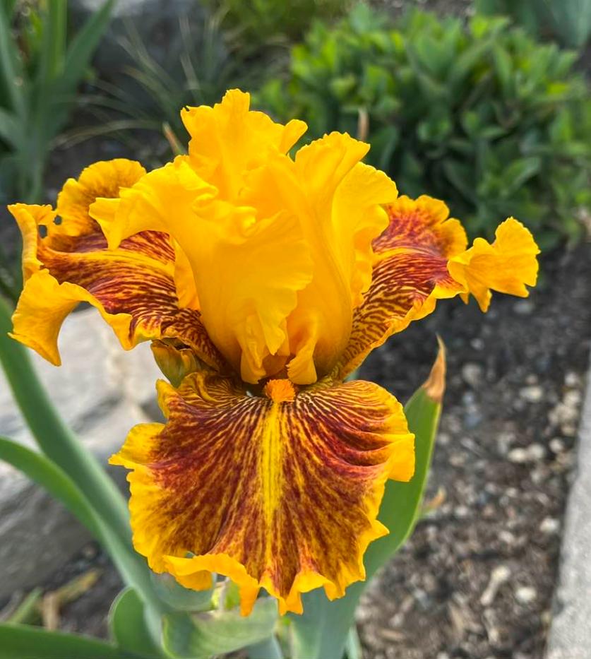 Photo of Tall Bearded Iris (Iris 'Dazzling Gold') uploaded by MaryDurtschi