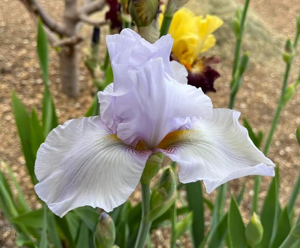 Photo of Border Bearded Iris (Iris 'Bimini') uploaded by MaryDurtschi