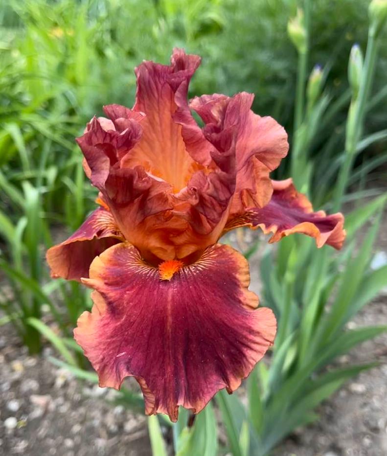 Photo of Tall Bearded Iris (Iris 'Drinks at Sunset') uploaded by MaryDurtschi