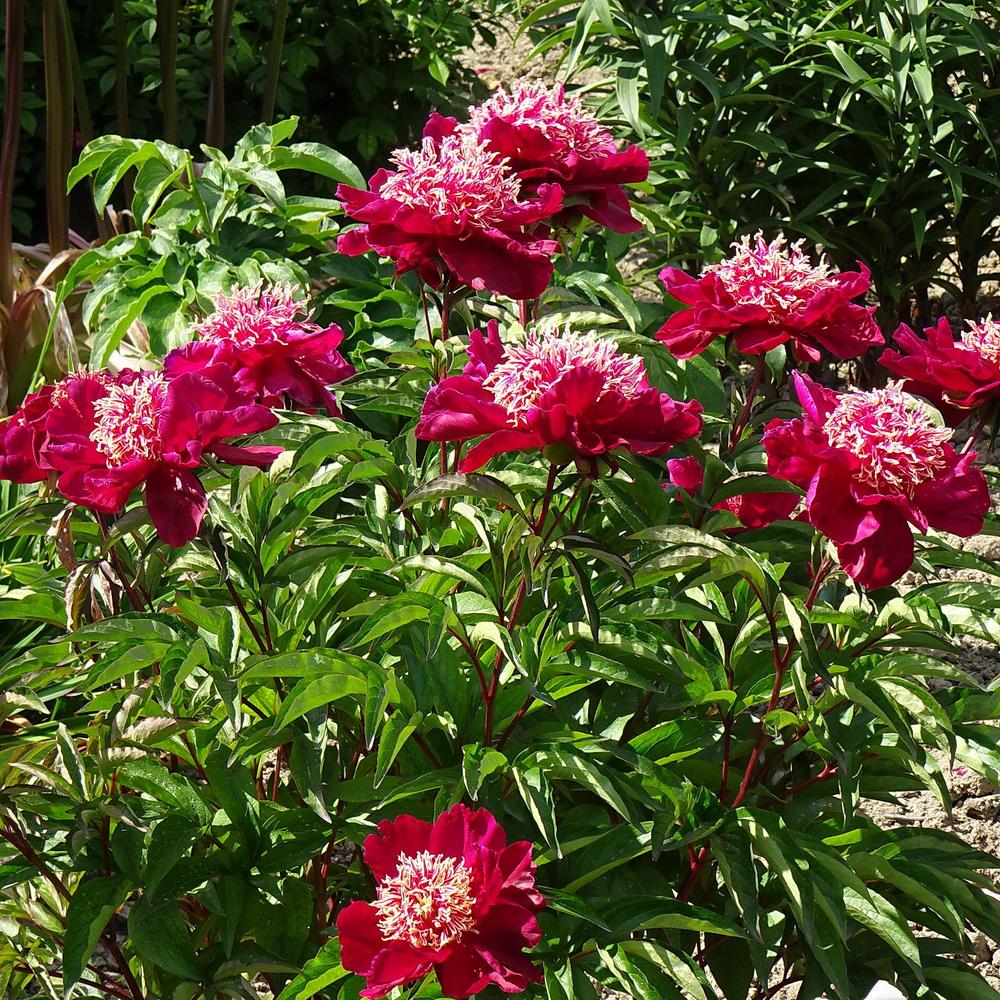 Photo of Peony (Paeonia 'West Elkton') uploaded by Orsola