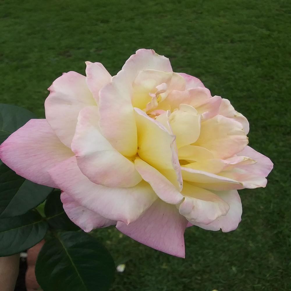 Photo of Hybrid Tea Rose (Rosa 'Peace') uploaded by TomatoNut95