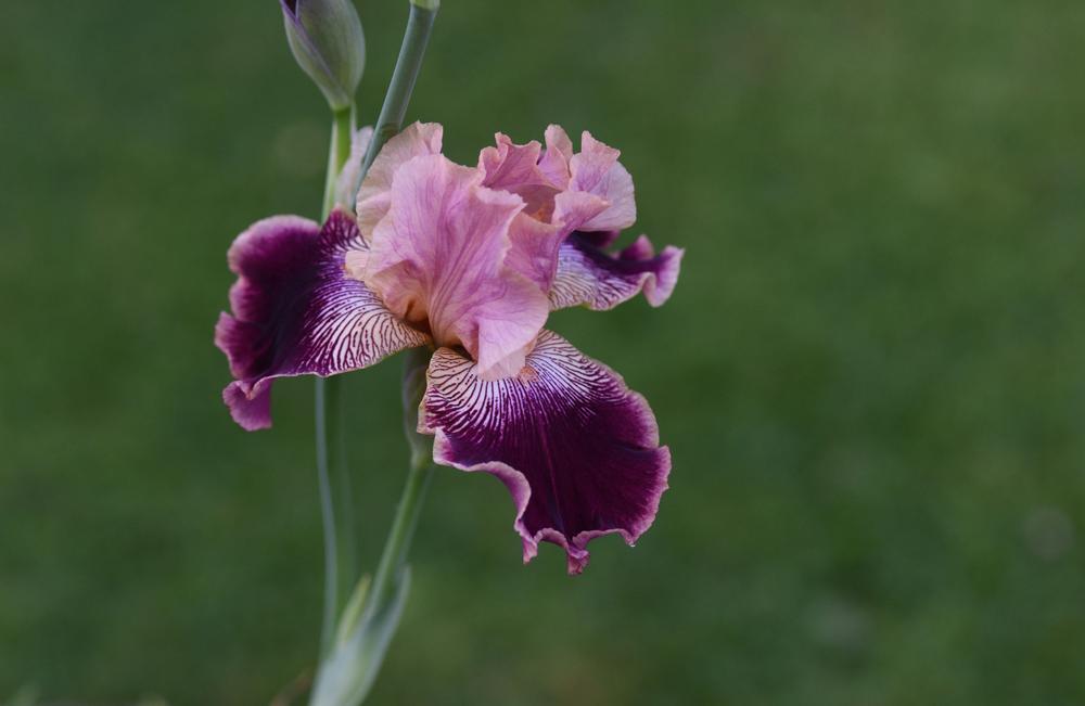 Photo of Tall Bearded Iris (Iris 'Mamy Framboise') uploaded by cliftoncat