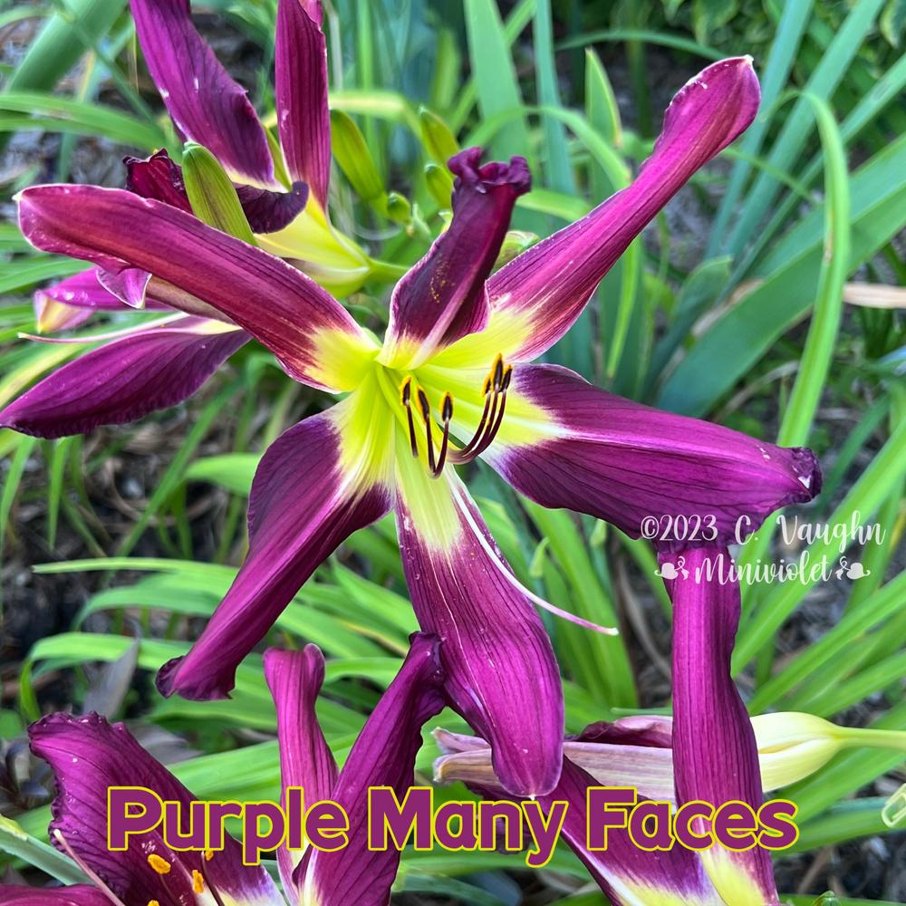 Photo of Daylily (Hemerocallis 'Purple Many Faces') uploaded by miniviolet