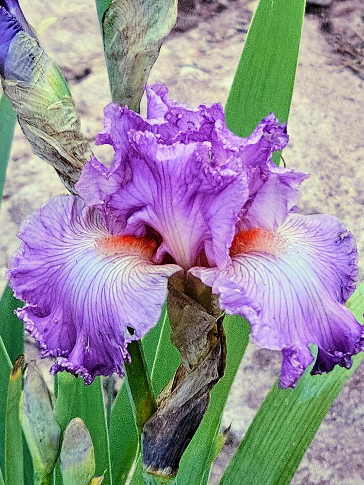 Photo of Tall Bearded Iris (Iris 'Social Graces') uploaded by vwekamp