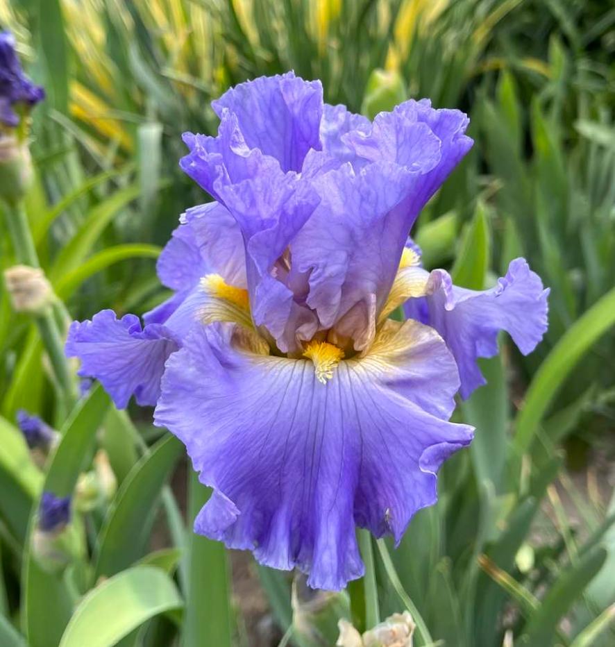 Photo of Tall Bearded Iris (Iris 'Juke Box Hero') uploaded by MaryDurtschi