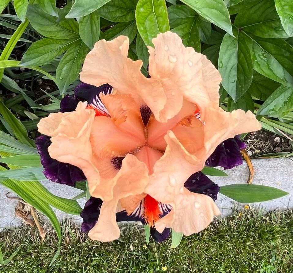 Photo of Tall Bearded Iris (Iris 'Gitano') uploaded by MaryDurtschi