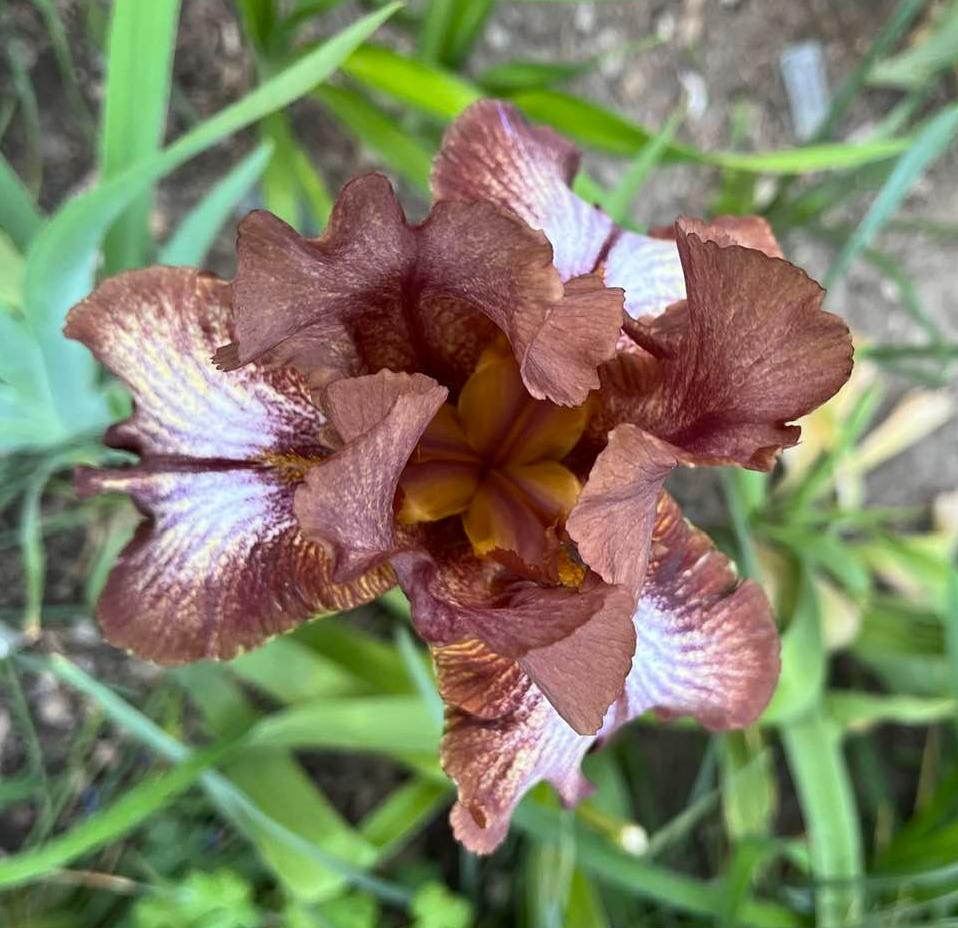 Photo of Tall Bearded Iris (Iris 'Huckleberry Fudge') uploaded by MaryDurtschi