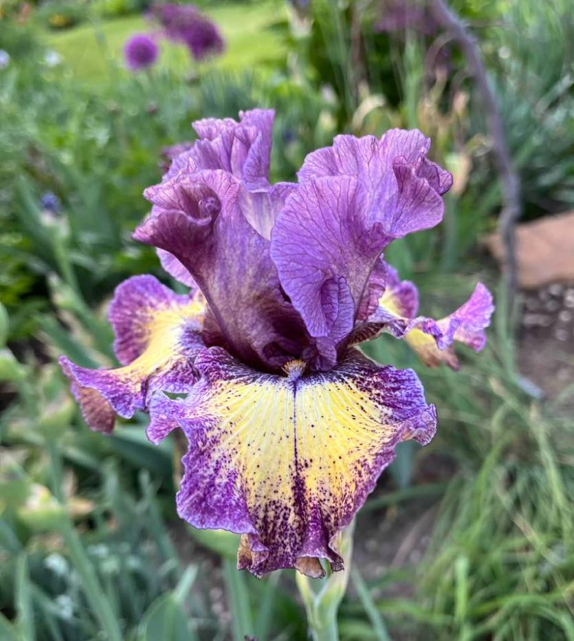 Photo of Tall Bearded Iris (Iris 'Foolish Dreamer') uploaded by MaryDurtschi