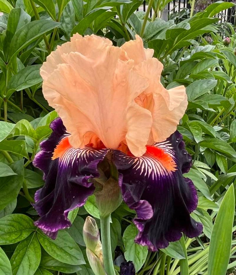 Photo of Tall Bearded Iris (Iris 'Gitano') uploaded by MaryDurtschi