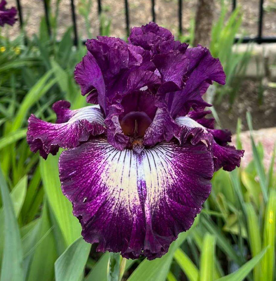 Photo of Tall Bearded Iris (Iris 'First Pick') uploaded by MaryDurtschi