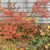 Unknown spiraea with orange and bronze fall colors (and pink flow