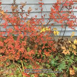 Location: Southern Maine
Date: 2019-10-22
Unknown spiraea with orange and bronze fall colors (and pink flow