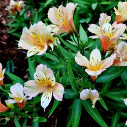 Location: Southern Pines, NC (Boyd House garden)
Date: June 17, 2023
Peruvian Lily # 132 nn; LHB p. 260, 35-32-?, "Name for Claude Als