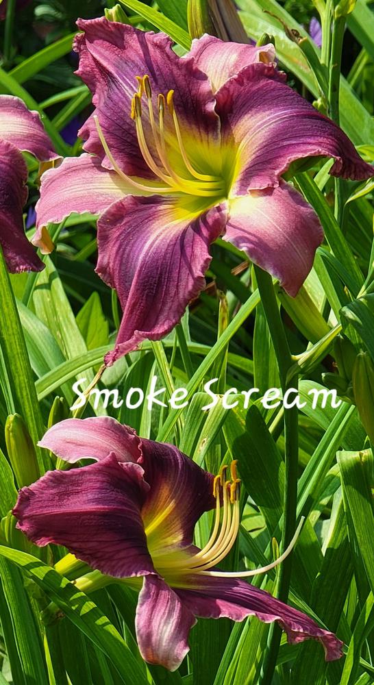 Photo of Daylily (Hemerocallis 'Smoke Scream') uploaded by tashepard