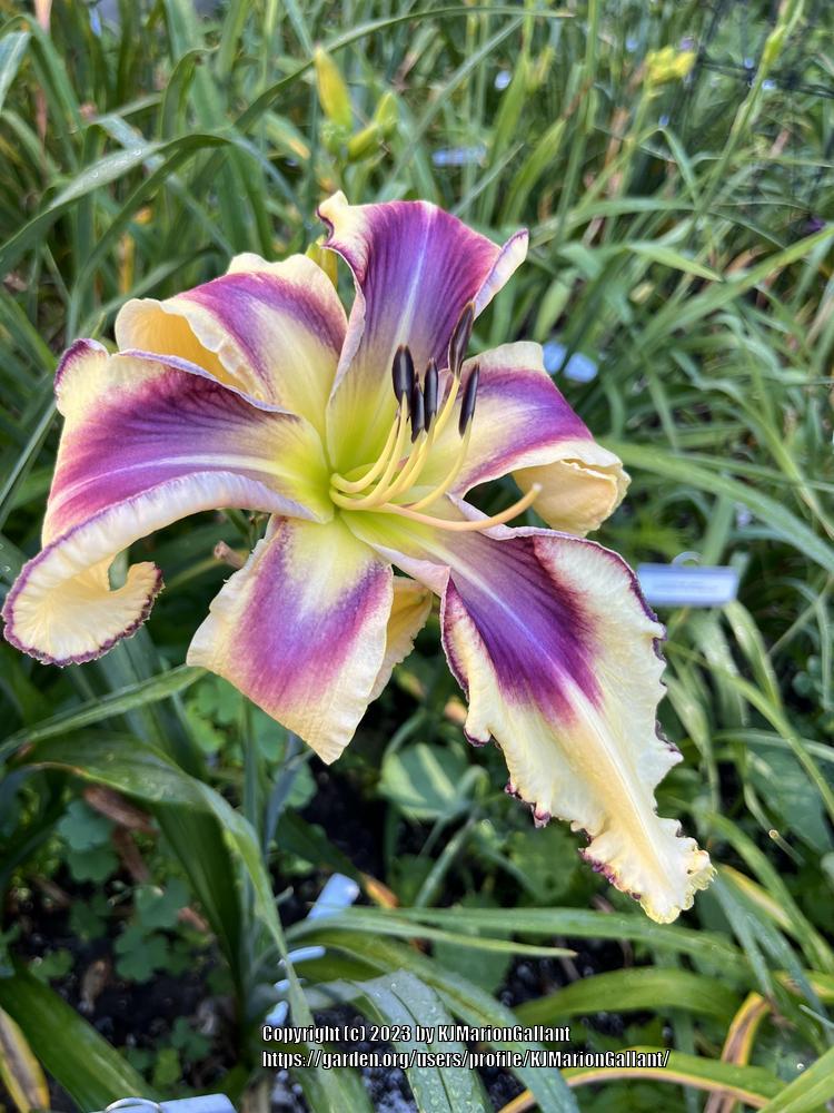Photo of Daylily (Hemerocallis 'Let the Good Times Roll') uploaded by KJMarionGallant