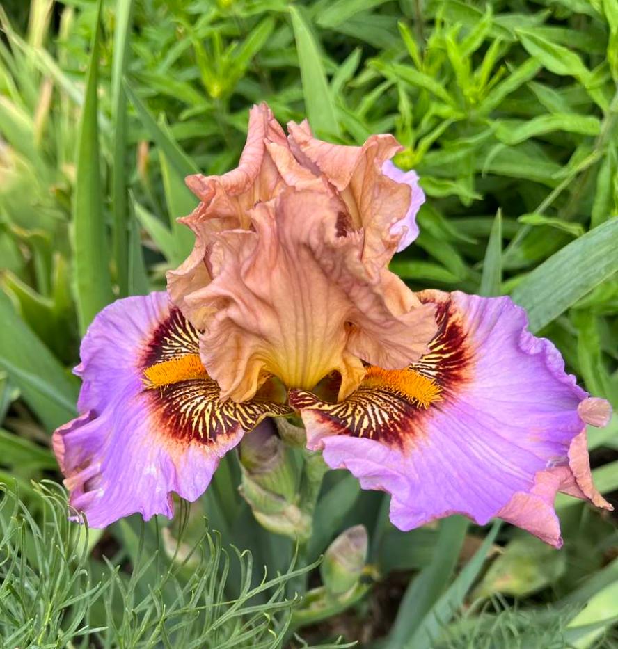 Photo of Tall Bearded Iris (Iris 'Medal of Honor') uploaded by MaryDurtschi