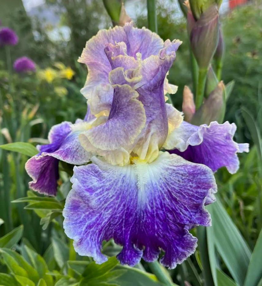Photo of Tall Bearded Iris (Iris 'Moonlit Water') uploaded by MaryDurtschi