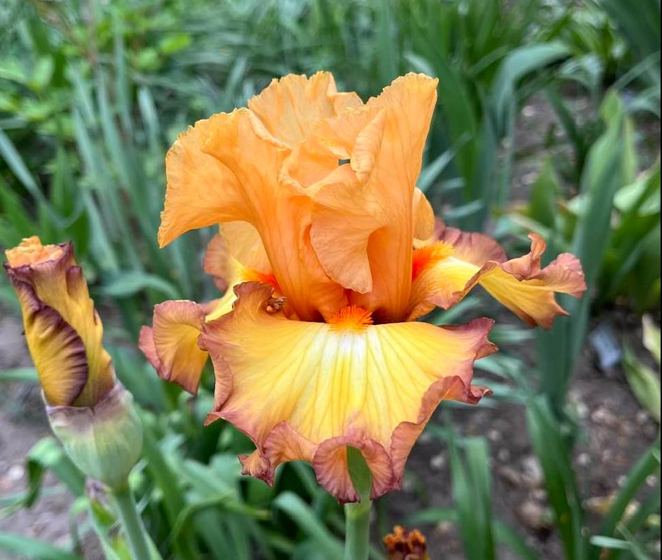 Photo of Tall Bearded Iris (Iris 'Oil Painting') uploaded by MaryDurtschi