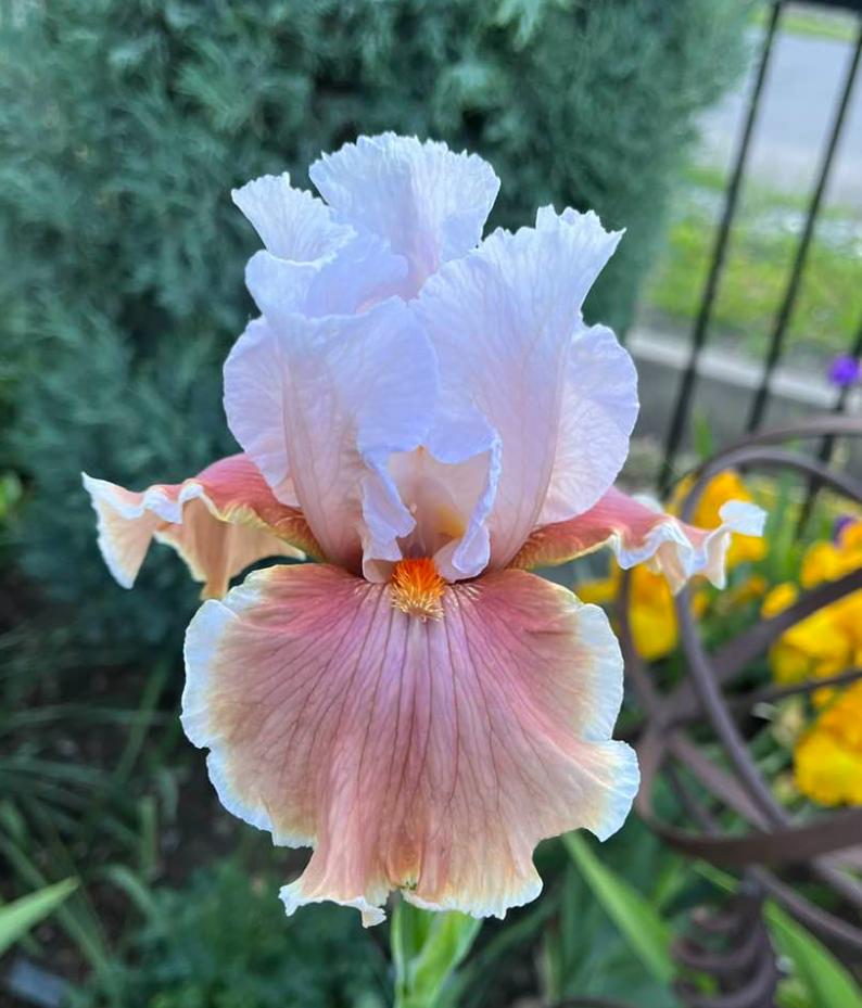 Photo of Tall Bearded Iris (Iris 'Magharee') uploaded by MaryDurtschi
