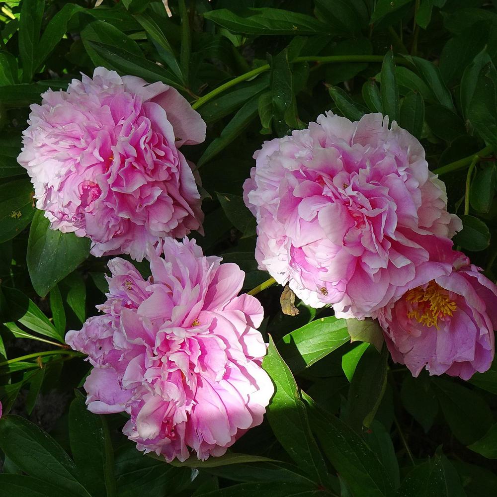 Photo of Peony (Paeonia lactiflora 'Dr. Alexander Fleming') uploaded by Orsola