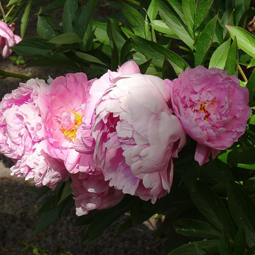 Photo of Peony (Paeonia lactiflora 'Dr. Alexander Fleming') uploaded by Orsola