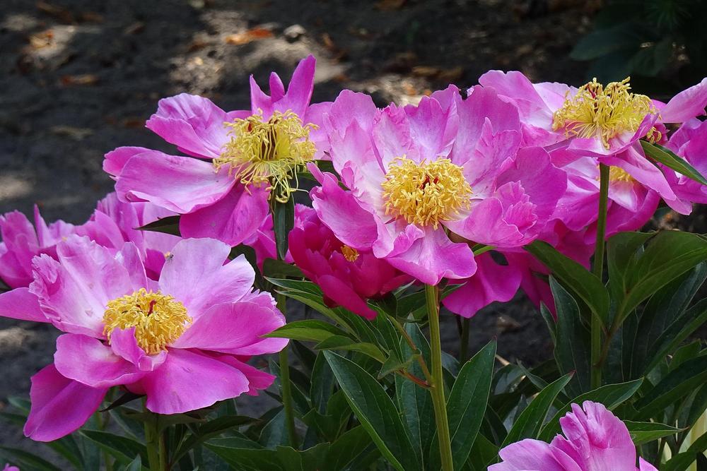 Photo of Peony (Paeonia 'Roland') uploaded by Orsola