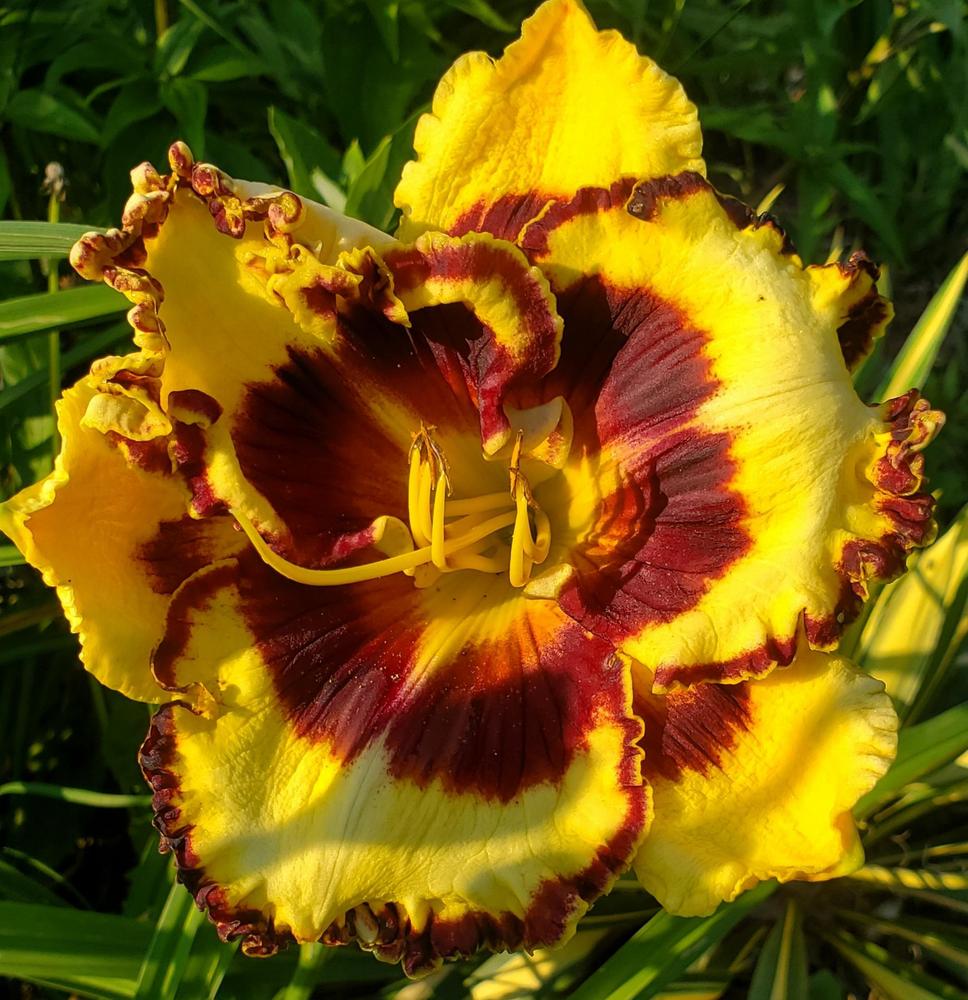 Photo of Daylily (Hemerocallis 'Bach Cantata') uploaded by TammyTrent