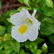 Wishbone Flower (Torenia fournieri)